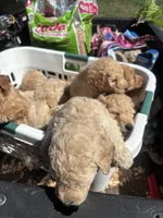 Susie, a female Goldendoodle for sale in Dillwyn, VA – Photo 3 of 4