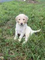 Purple collar female, a female Goldendoodle for sale in Dillwyn, VA – 10 of 10