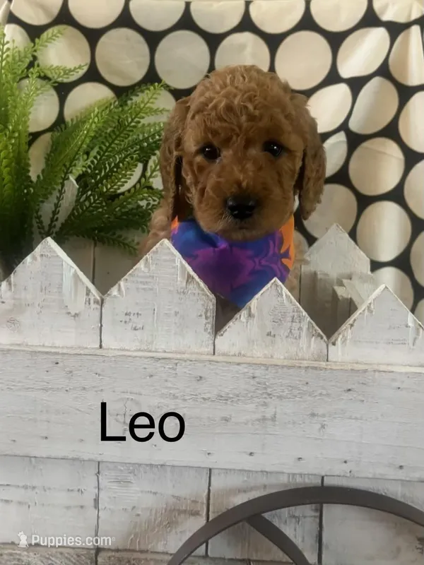 Leo – Goldendoodle, Irish Doodle puppy for sale in Dillwyn, VA