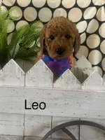 Leo, a male Goldendoodle and Irish Doodle for sale in Dillwyn, VA – Photo 1 of 5