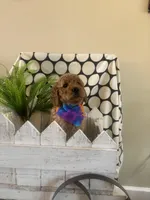 Leo, a male Goldendoodle and Irish Doodle for sale in Dillwyn, VA – Photo 3 of 5