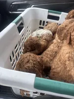 Leo, a male Goldendoodle and Irish Doodle for sale in Dillwyn, VA – Photo 2 of 5