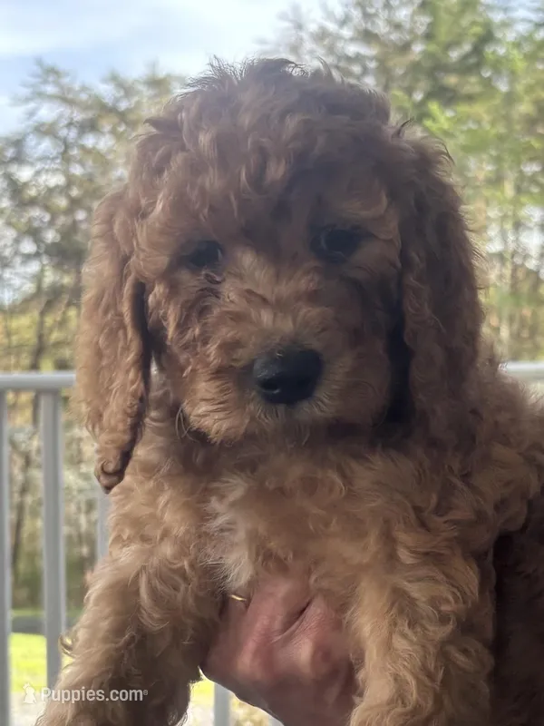 Claude – Goldendoodle, Irish Doodle puppy for sale in Dillwyn, VA