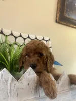 Claude, a male Goldendoodle and Irish Doodle for sale in Dillwyn, VA – Photo 3 of 5