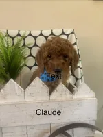 Claude, a male Goldendoodle and Irish Doodle for sale in Dillwyn, VA – Photo 1 of 5