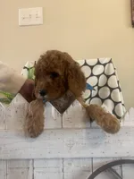 Claude, a male Goldendoodle and Irish Doodle for sale in Dillwyn, VA – Photo 2 of 5