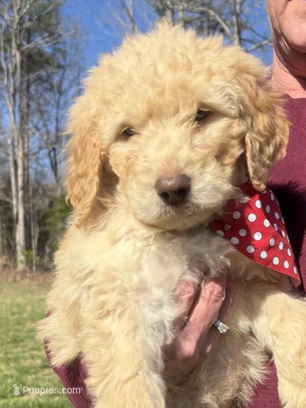 Molly – Goldendoodle puppy for sale in Dillwyn, VA