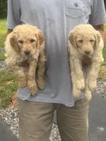 Purple collar female, a female Goldendoodle for sale in Dillwyn, VA – 3 of 10