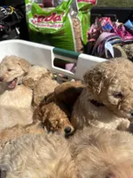 Roxie, a female Goldendoodle for sale in Dillwyn, VA – Photo 3 of 3