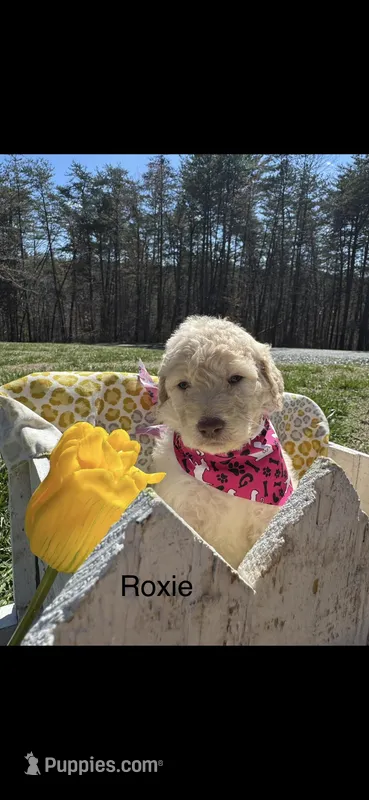 Roxie – Goldendoodle puppy for sale in Dillwyn, VA