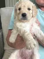 Purple collar female, a female Goldendoodle for sale in Dillwyn, VA – 2 of 10