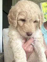 Red collar male I, a male Goldendoodle for sale in Dillwyn, VA – 2 of 7