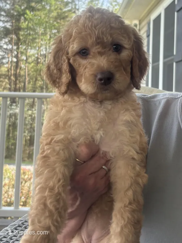 Dasiy – Goldendoodle, Irish Doodle puppy for sale in Dillwyn, VA