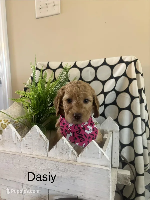 Dasiy – Goldendoodle, Irish Doodle puppy for sale in Dillwyn, VA