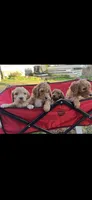 Dasiy, a female Goldendoodle and Irish Doodle for sale in Dillwyn, VA – Photo 2 of 4