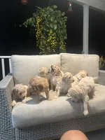 Purple collar female, a female Goldendoodle for sale in Dillwyn, VA – 7 of 10