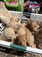 Poppy, a female Goldendoodle for sale in Dillwyn, VA – Photo 2 of 3