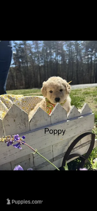 Poppy – Goldendoodle puppy for sale in Dillwyn, VA