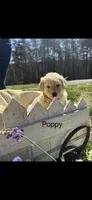 Poppy, a female Goldendoodle for sale in Dillwyn, VA – Photo 1 of 3