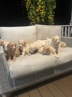 Red collar male I, a male Goldendoodle for sale in Dillwyn, VA – 6 of 7