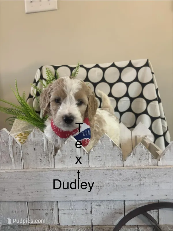 Dudly – Goldendoodle, Irish Doodle puppy for sale in Dillwyn, VA