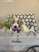 Dudly, a male Goldendoodle and Irish Doodle for sale in Dillwyn, VA – Photo 1 of 6