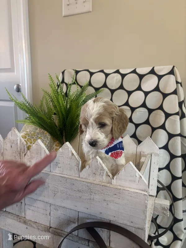 Dudly – Goldendoodle, Irish Doodle puppy for sale in Dillwyn, VA