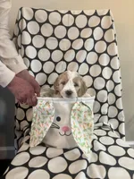 Dudly, a male Goldendoodle and Irish Doodle for sale in Dillwyn, VA – Photo 2 of 6