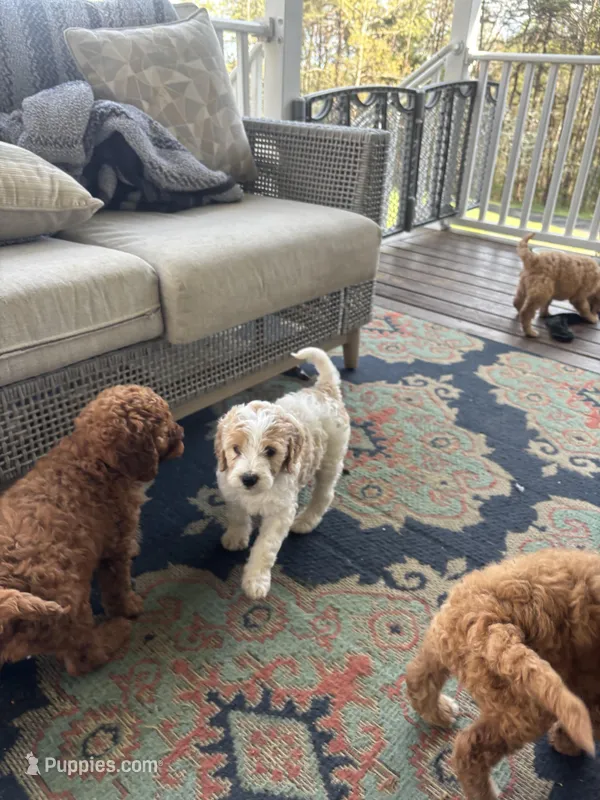 Dudly – Goldendoodle, Irish Doodle puppy for sale in Dillwyn, VA