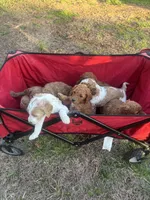 Dudly, a male Goldendoodle and Irish Doodle for sale in Dillwyn, VA – Photo 5 of 6