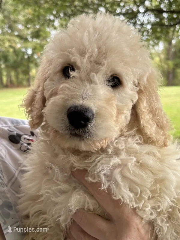 Blue collar male – Goldendoodle puppy for sale in Dillwyn, VA