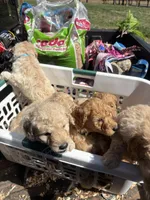 Little Bit, a male Goldendoodle for sale in Dillwyn, VA – Photo 2 of 4