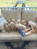 Little Bit, a male Goldendoodle for sale in Dillwyn, VA – Photo 3 of 4