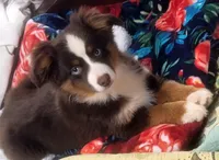 Bunny's Blue-eyed Blue Merle Male, a male Toy Australian Shepherd for sale in Leighton, AL – 2 of 3