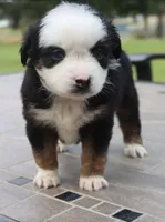 Bunny's Blue-eyed Black Tri Female, a female Toy Australian Shepherd for sale in Leighton, AL – 1 of 3