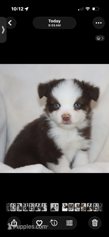 BLUE-EYED RED TRI MALE