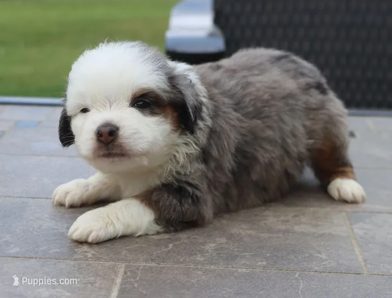 Bunny's Blue-eyed Blue Merle Male – Toy Australian Shepherd puppy for sale in Leighton, AL