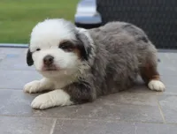 Bunny's Blue-eyed Blue Merle Male, a male Toy Australian Shepherd for sale in Leighton, AL – 1 of 3