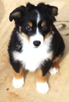 Black Tri Male, a male Toy Australian Shepherd for sale in Leighton, AL – 2 of 3
