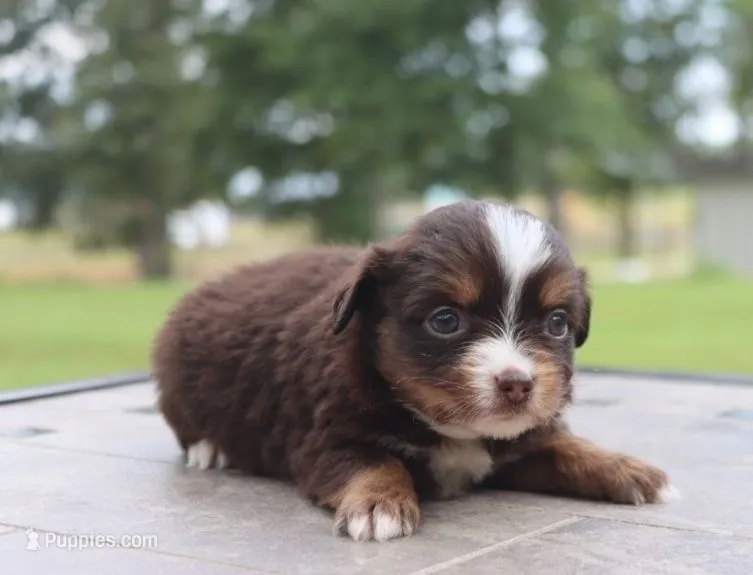 Bunny's Tiny Toy Red Tri Female – Toy Australian Shepherd puppy on hold in Leighton, AL