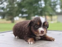 Bunny's Tiny Toy Red Tri Female, a female Toy Australian Shepherd for sale in Leighton, AL – 1 of 3