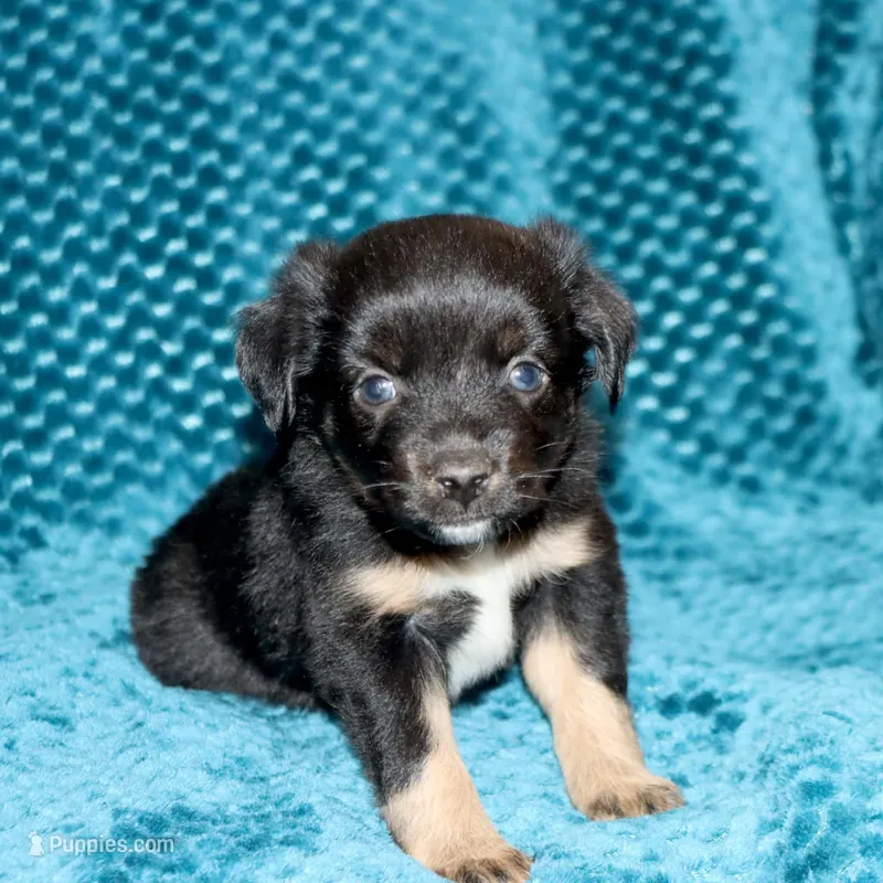Poppy's Minimal White BTF – Toy Australian Shepherd puppy for sale in Leighton, AL