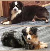 Black Tri Male, a male Toy Australian Shepherd for sale in Leighton, AL – 3 of 3