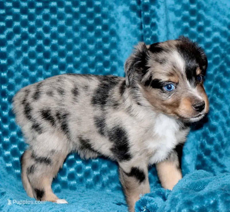 Poppy's Blue-Eyed BMM – Toy Australian Shepherd puppy for sale in Leighton, AL