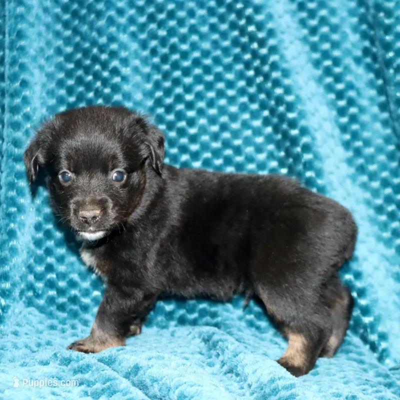 Poppy's Minimal White BTM #2 – Toy Australian Shepherd puppy for sale in Leighton, AL