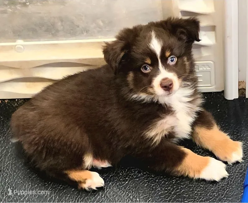 Blue-Eyed Red Tri Male – Toy Australian Shepherd puppy for sale in Leighton, AL