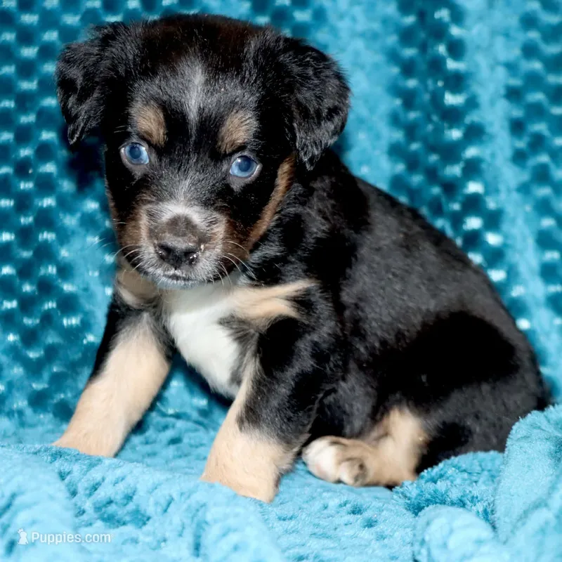 Poppy's Blue-Eyed BTM #1 – Toy Australian Shepherd puppy for sale in Leighton, AL