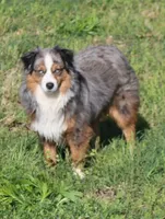 Bunny's Blue-eyed Blue Merle Male, a male Toy Australian Shepherd for sale in Leighton, AL – 3 of 3
