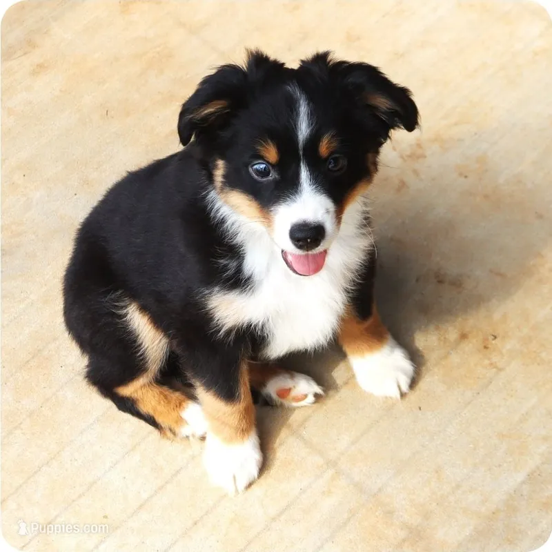 Black Tri Male – Toy Australian Shepherd puppy for sale in Leighton, AL