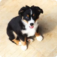 Black Tri Male, a male Toy Australian Shepherd for sale in Leighton, AL – 1 of 3